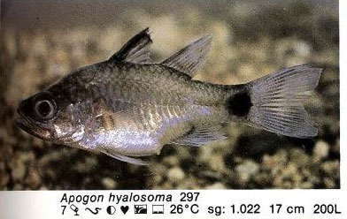 Apogon hyalosoma